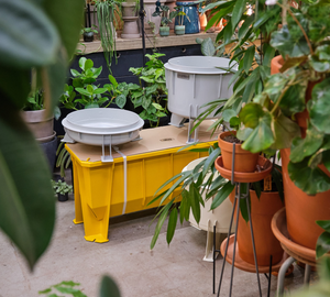 Besnoeiing schoner op gang brengen Plantenbak voor binnen | Lang - DE KLEIN & VAN HOFF
